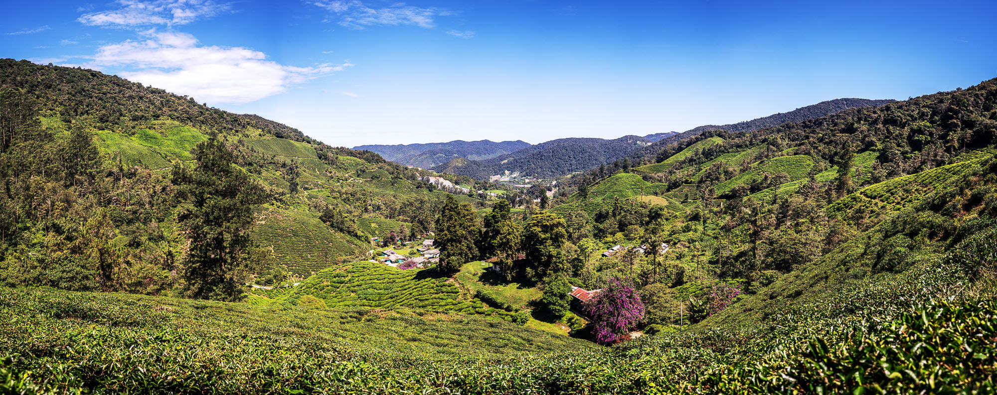 Panoramic view of lush green hills and tea plantations under blue sky with village houses